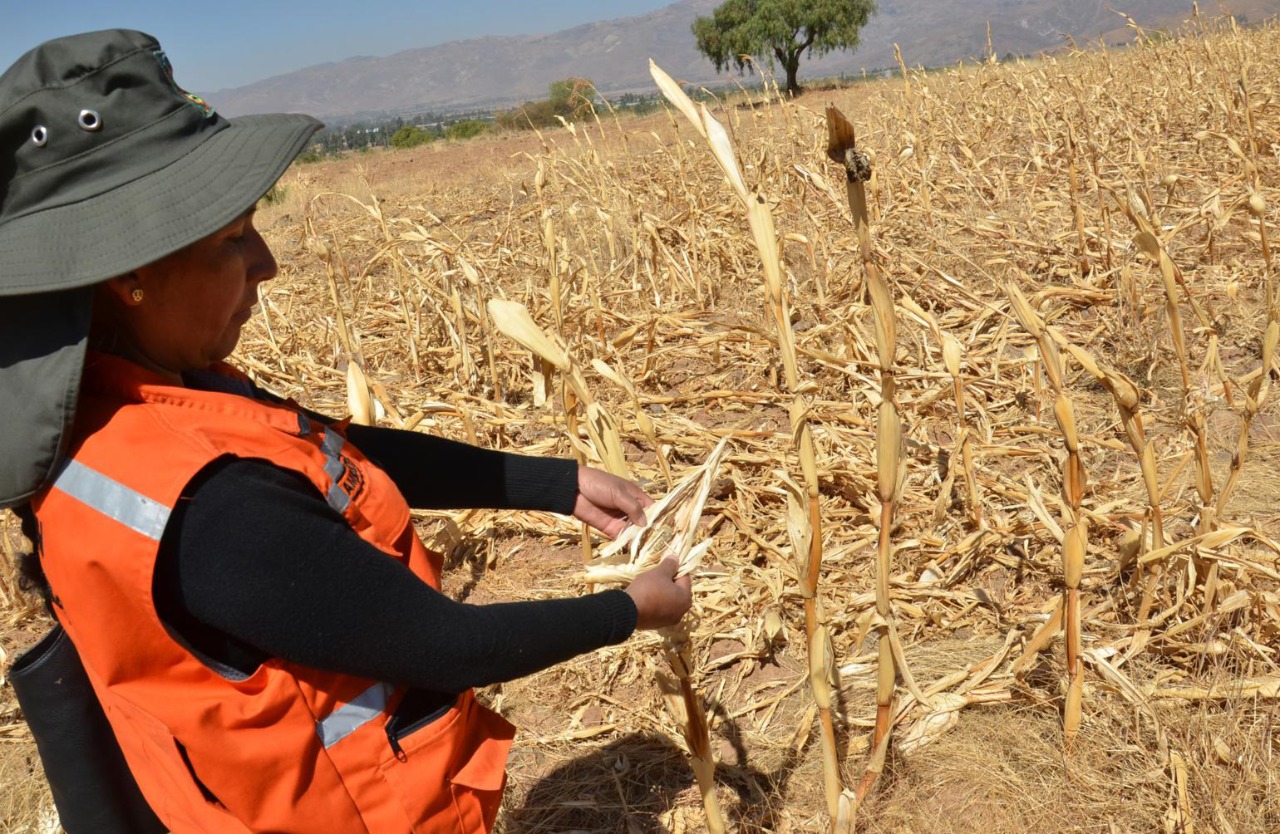 Falta de lluvias pone en jaque al agro en la zona alta de Tarija